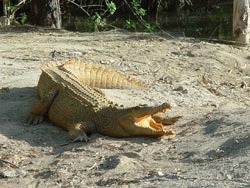 O infectie a provocat moartea a 170 de crocodili din parcul Kruger