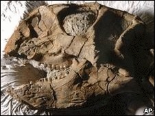 Cea mai mare colectie de fosile de dinozaur descoperita in China