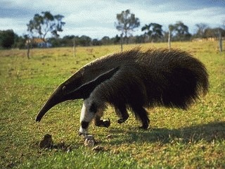 Furnicarul gigant (Myrmecophaga tridactyla)