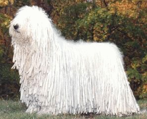 Komondor –  ciobanescul maghiar