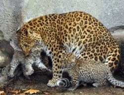 Doi leoparzi foarte rari s-au nascut la zoo Jardin des Plantes din Paris