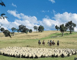 Australia, tara in care sunt mai multe oi decat oameni