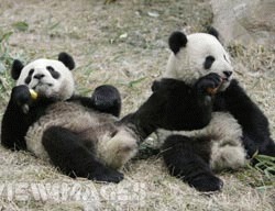 Acces restrictionat la vedetele panda din Taipei