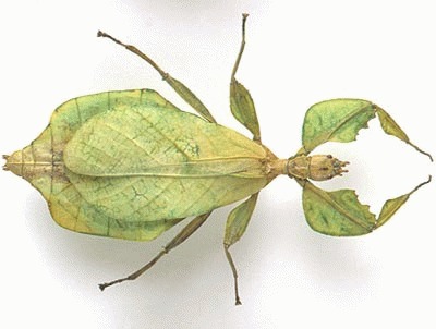 Insecta frunza (Phasmida Phylliidae)