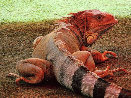 Iguana roz milenara descoperita de curand in Galapagos