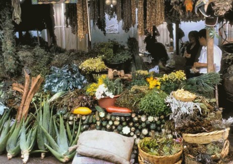 Plantele medicinale sunt pe cale de disparitie