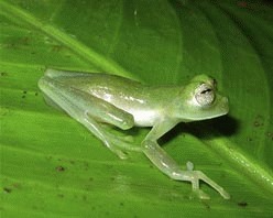 Zece noi specii de amfibieni descoperite in Columbia