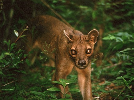 Fossa (Cryptoprocta ferox)