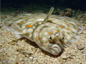 Pestele turtit european (Pleuronectes platessa)