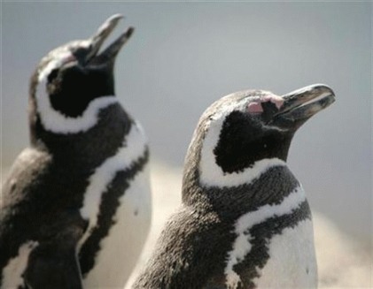 Pinguinii inoata mai mult dupa hrana din cauza schimbarilor climatice