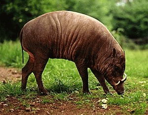 Babirusa sau porcul cerb