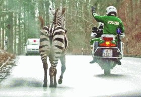 Nu calcati pe zebra!