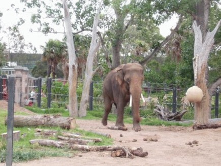 Elefantii de la zoo intra in depresie din cauza singuratatii