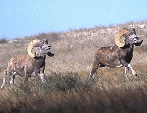 Argali (Ovis ammon)