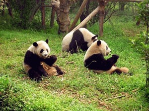 Ursul panda gigant (Ailuropoda melanoleuca)