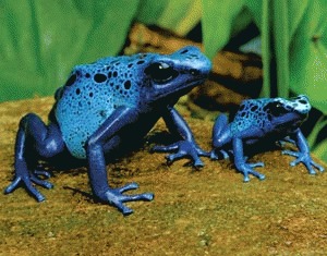 Broasca otravitoare albastra (Dendrobates azureus)