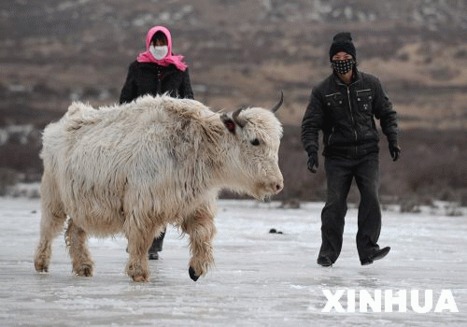 Inmultire neasteptata a iacilor albi din China