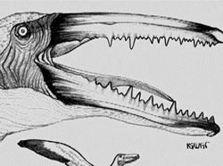 Craniul fosilizat al unei pasari preistorice, descoperit in Peru