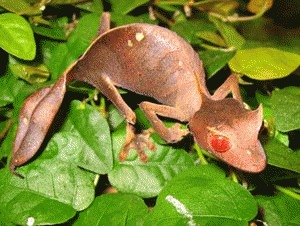 Soparla Gecko  (Uroplatus phantasticus)