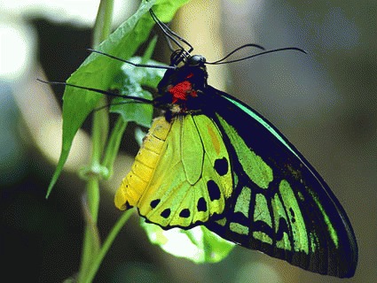 Fluturele Regina Alexandra (Ornithoptera alexandrae)