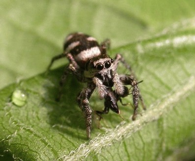 Paianjenul zebra (Salticus scenicus)