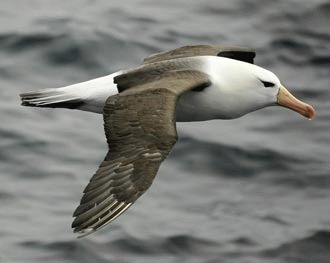 Albatrosul urlator (Diomedea exulans)