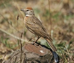 Ciocarlia africana este amenintata cu disparitia