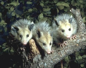 Oposum Virginia (Didelphis virginiana)