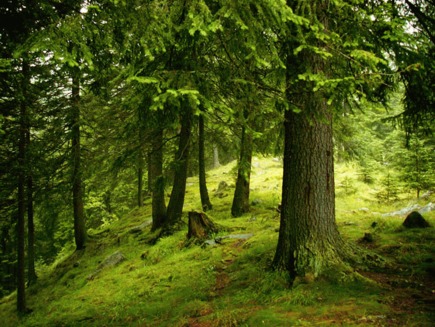 Cele 7 noi minuni ale naturii – Votati Retezatul!