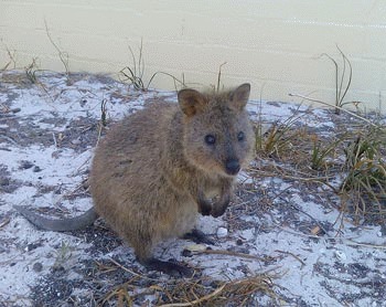 Quokka (Setonix brachyurus)