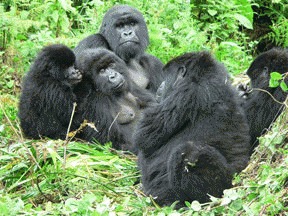 Gorila de campie estica (Gorilla beringei)