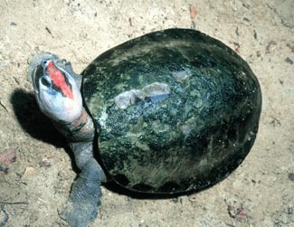 Broasca testoasa pictata (Callagur borneoensis)