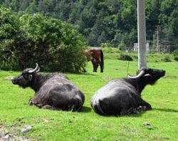 Bubalinele, specie de animale cu potential nevalorificat in Romania