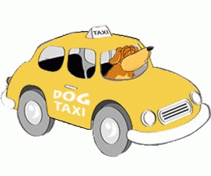 Dog Taxi – Taxi pentru caini oferit de Asociatia “Cutu, Cutu”