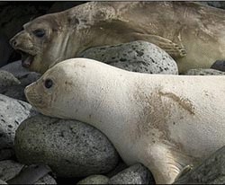 O foca-elefant alba, extrem de rara, a fost fotografiata de cercetatori