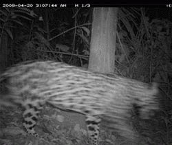 Prima fotografie a unui jaguar pe o insula din Panama