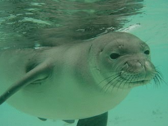 Foca-calugar din Hawai pe urmele celei din Caraibe