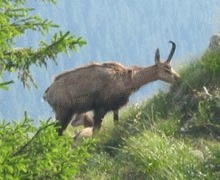 La numarat de capre negre in Muntii Rodnei