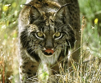 Linxul iberic (Lynx pardinus)