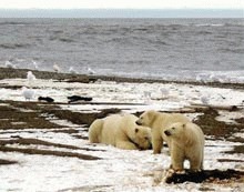 Din ce in ce mai putini ursi polari in Alaska