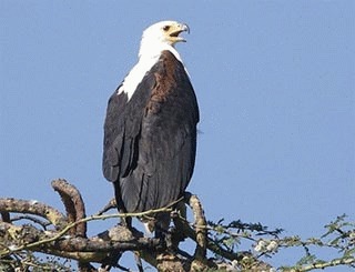 Haliaeetus vocifer – Vulturul pescar african