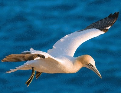 Gasca de mare (Morus bassanus)