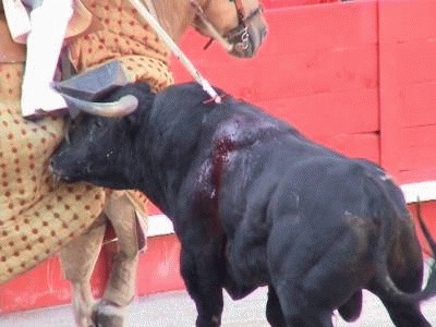 ANTI CORRIDA – Protest al Asociatiei “Cutu, Cutu”