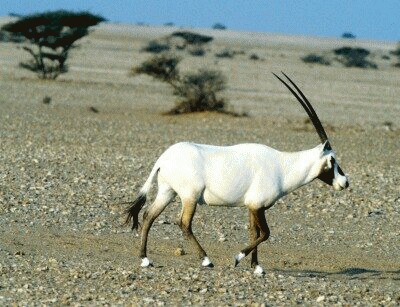 Antilopa araba (Oryx leucoryx)