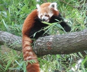 Panda rosu (Ailurus fulgens)