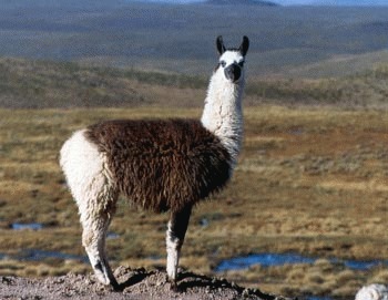 Llama (Lama glama)