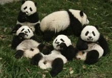 25 de ursi panda nascuti in Sichuan dupa cutremur