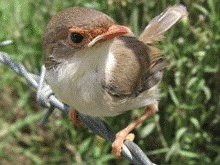 Incalzirea globala micsoreaza pasarile