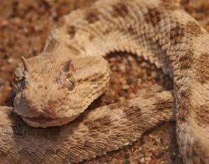 Vipera cu corn araba (Cerastes gasperettii)