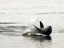 Schimbarile climatice ameninta speciile rare din Mekong